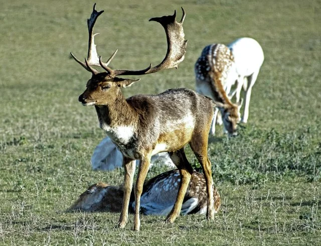 Fossil Rim-108.jpg