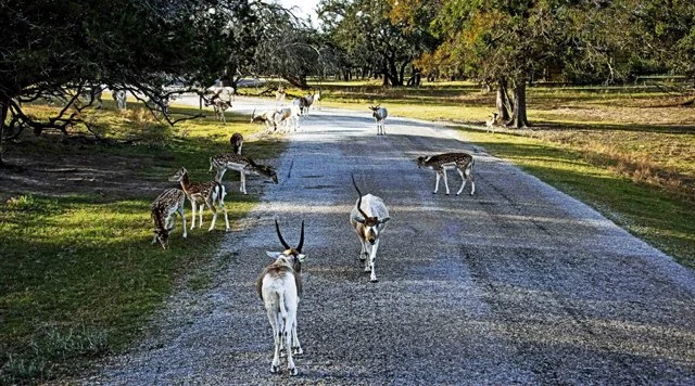 Fossil Rim-071.jpg