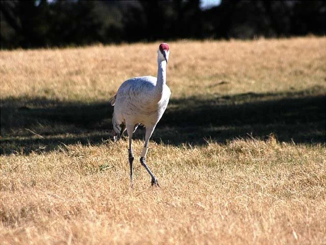 2003 Fossil Rim-161.jpg