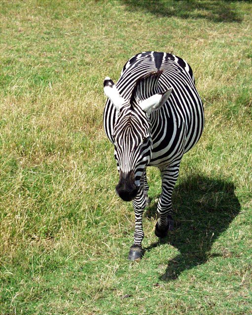 2001 Fossil Rim-043.jpg