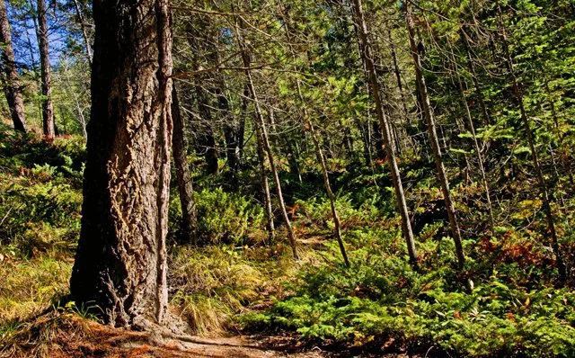 2012 Canyon Walk-230