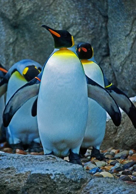 2012 Penguin Plunge-080