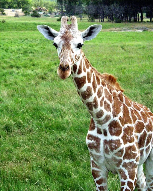 2001 Fossil Rim-051.jpg