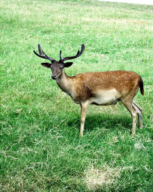 2001 Fossil Rim-072.jpg