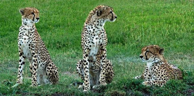 Cheetahs-056