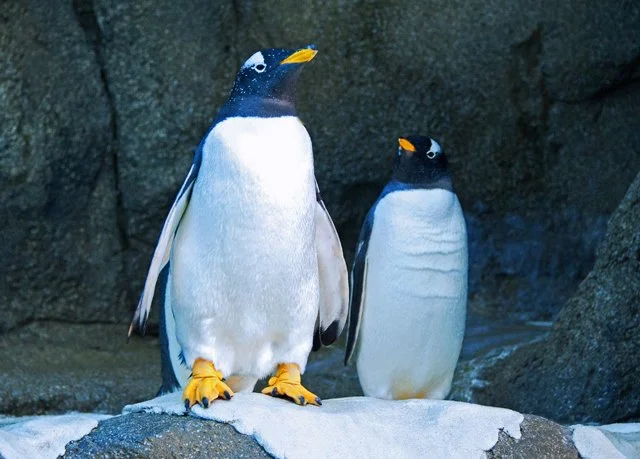 Penguins-134.jpg