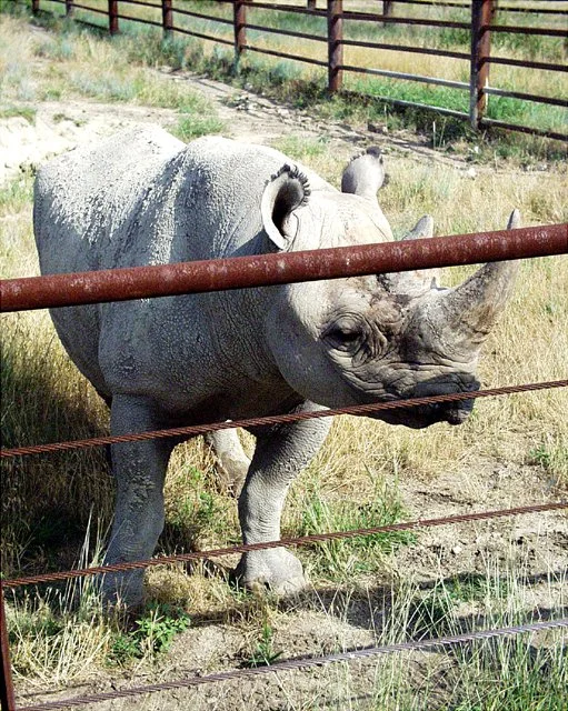 2001 Fossil Rim-029.jpg