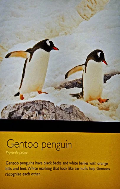 Penguins-115.jpg