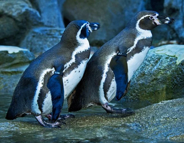 Penguins-194.jpg