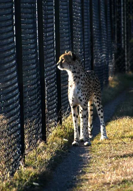 2003 Fossil Rim-019.jpg