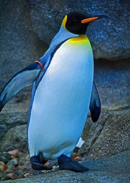 Penguins-057.jpg