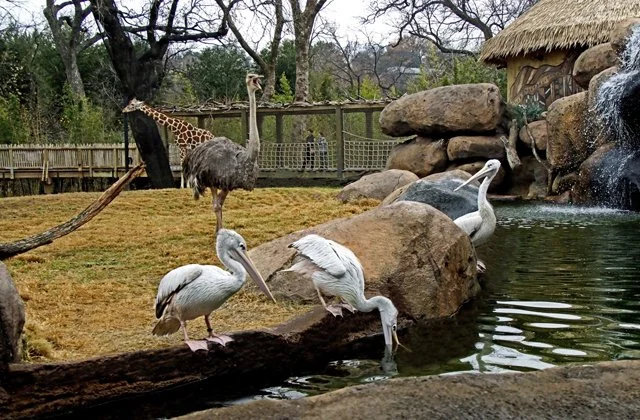 FWZoo-233.jpg