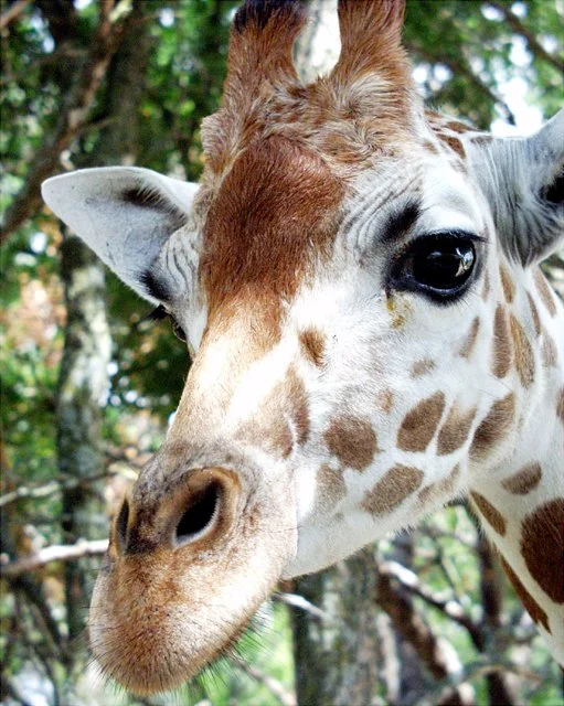 2001 Fossil Rim-057.jpg