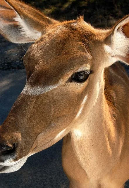 2003 Fossil Rim-118.JPG