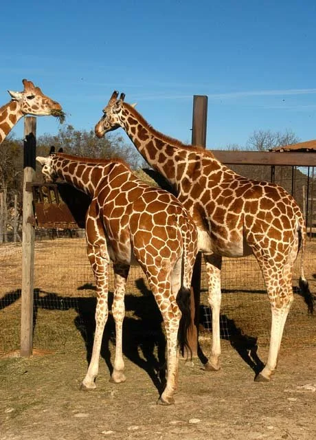 2003 Fossil Rim-067.jpg