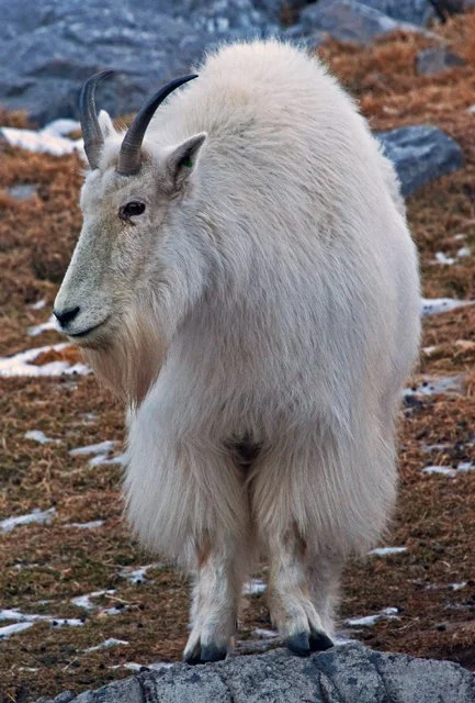 2012 Calgary Winter-100