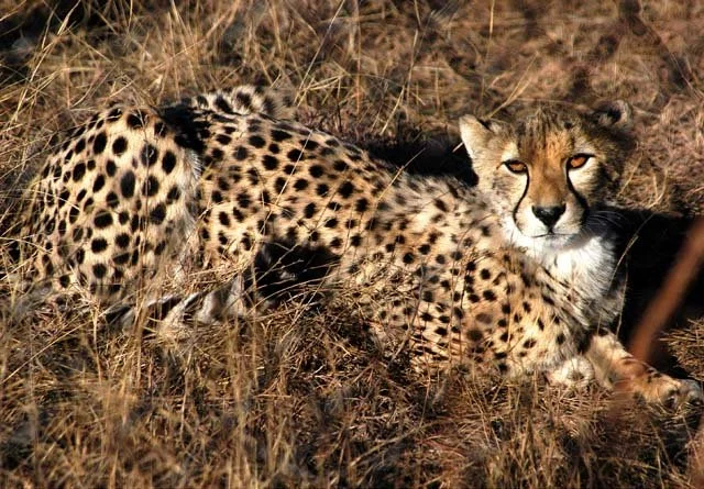 2003 Fossil Rim-024.jpg