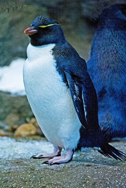 Penguins-099.jpg