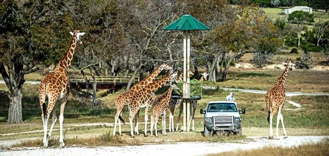 Fossil Rim-152.jpg