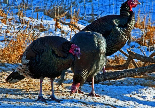 2012 Calgary Winter-220