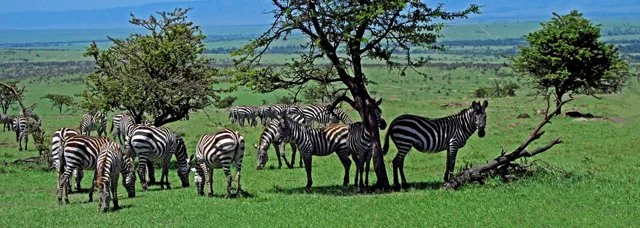 Zebras, Wildebeest-016
