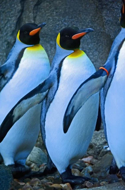 Penguins-079.jpg