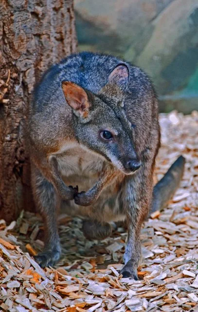 2011 Calgary Zoo-350