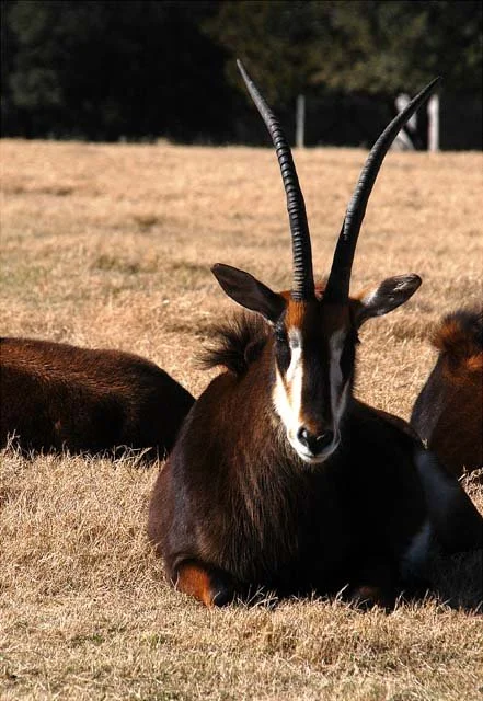 2003 Fossil Rim-165.jpg