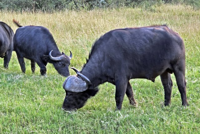 Cape Buffalo-012