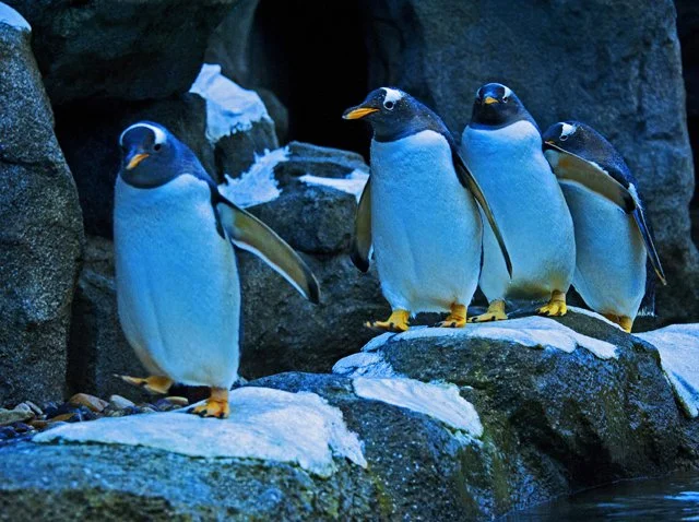 Penguins-147.jpg
