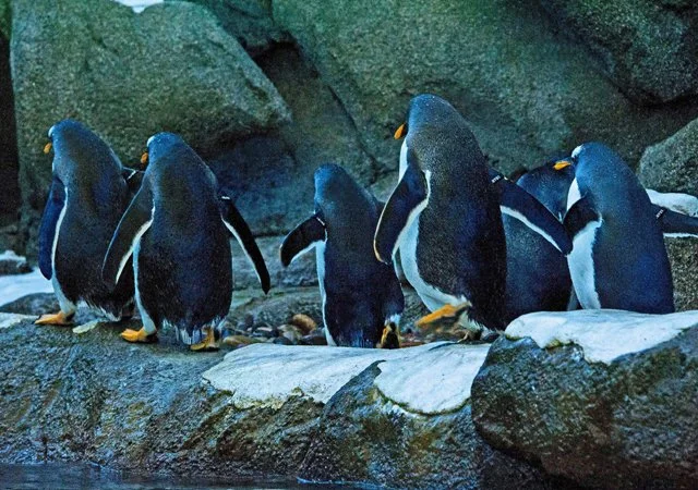 2012 Penguin Plunge-150