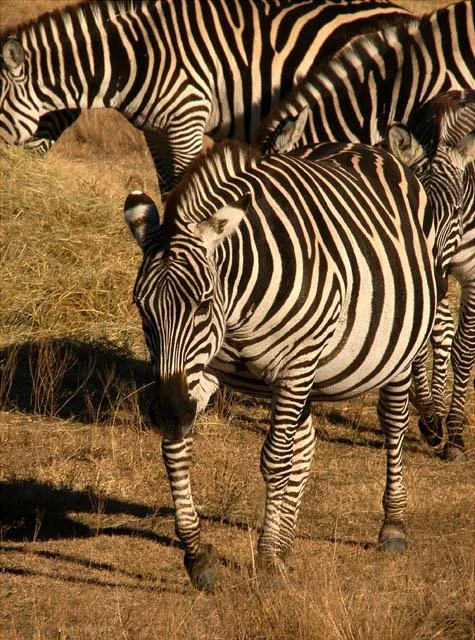 2003 Fossil Rim-084.JPG
