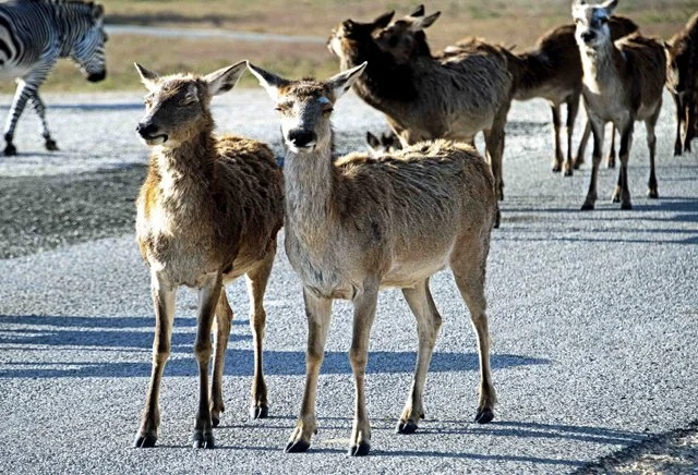 Fossil Rim-083.jpg