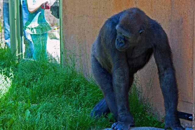 2011 Calgary Zoo-380