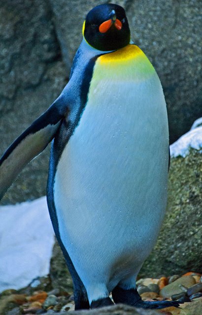 Penguins-053.jpg