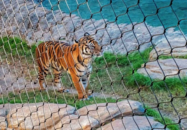 2024 FW Zoo-060
