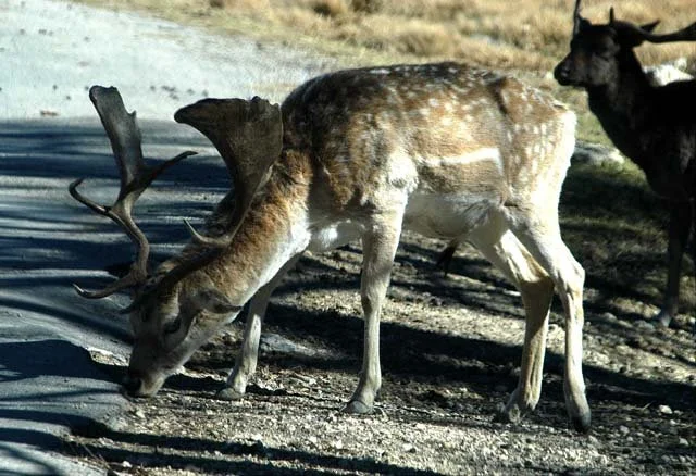 2003 Fossil Rim-192