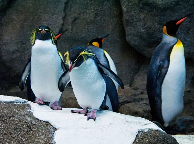 2012 Penguin Plunge-110