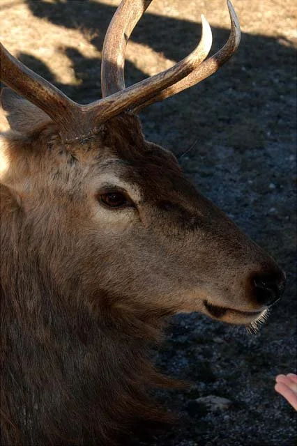 2003 Fossil Rim-075.JPG