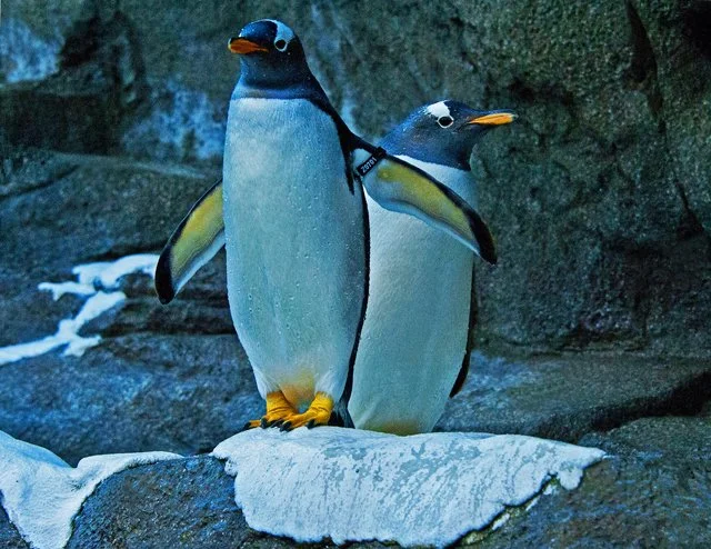 2012 Penguin Plunge-140