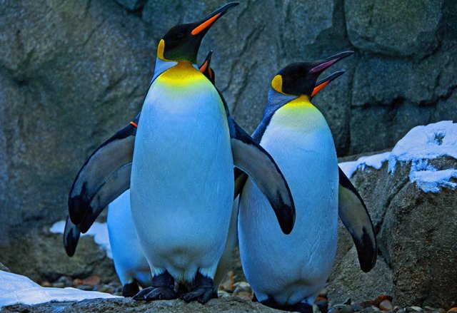Penguins-048.jpg