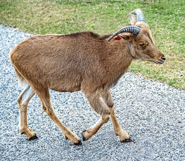 Fossil Rim-225.jpg