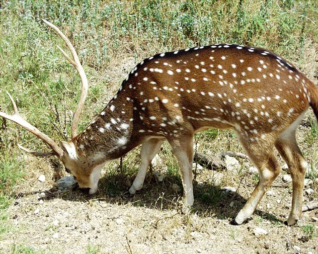 2001 Fossil Rim-074.jpg