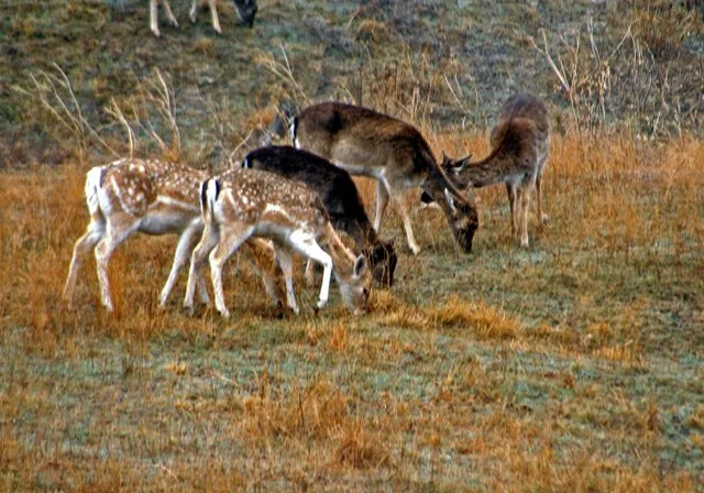 Fossil Rim-084.jpg