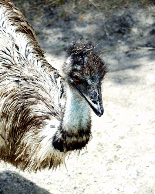 2001 Fossil Rim-079.jpg