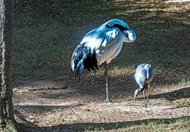 FW Zoo-052.jpg
