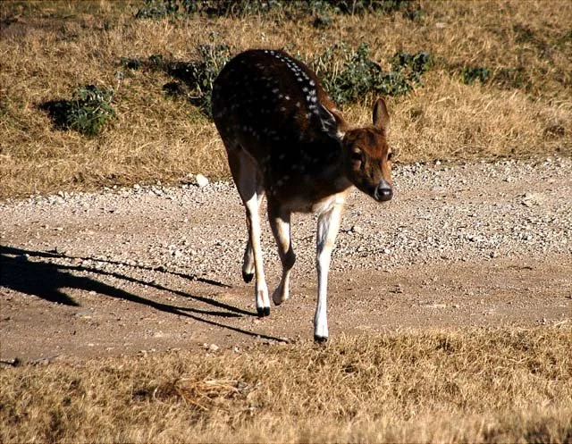 2003 Fossil Rim-041.JPG