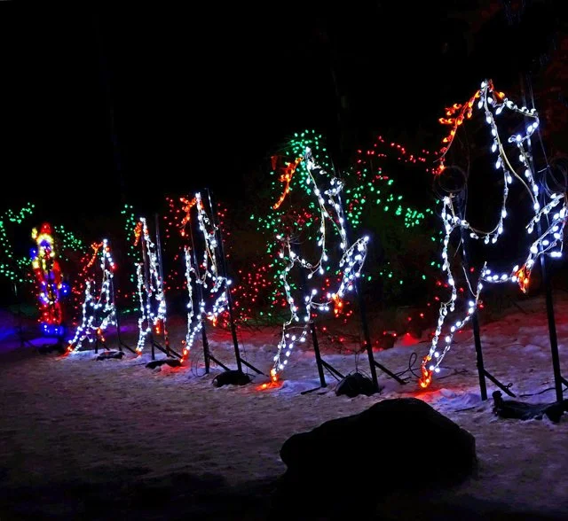 Zoolights-144.jpg