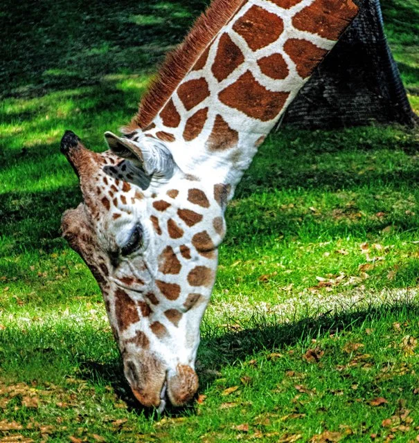 FW Zoo-119.jpg