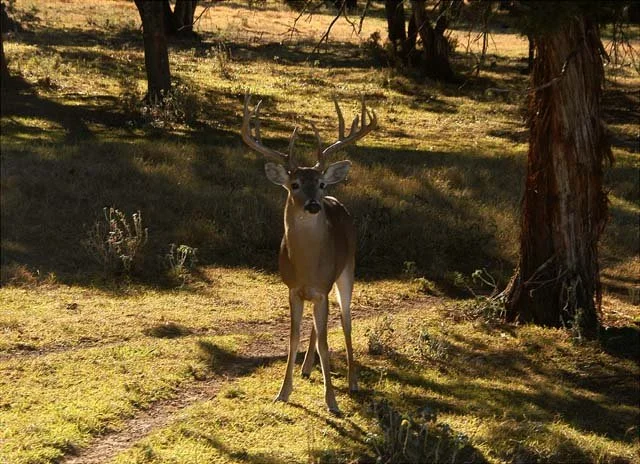 2003 Fossil Rim-130
